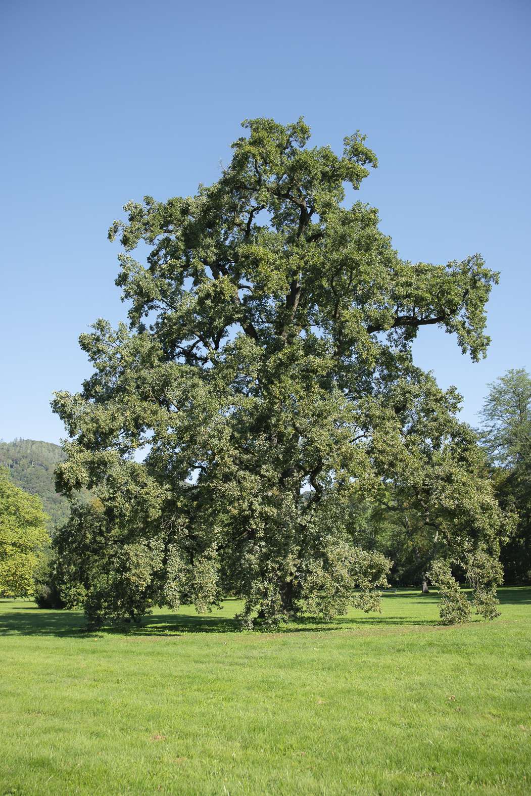 Read more about the article Eiche (Quercus)