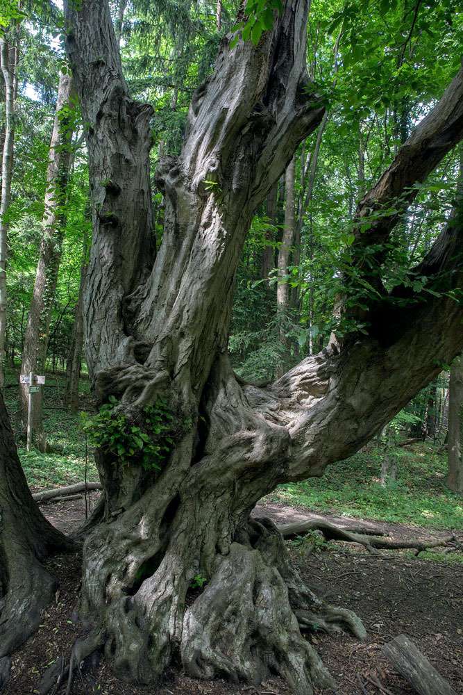 Read more about the article Hainbuche (Carpinus betulus)