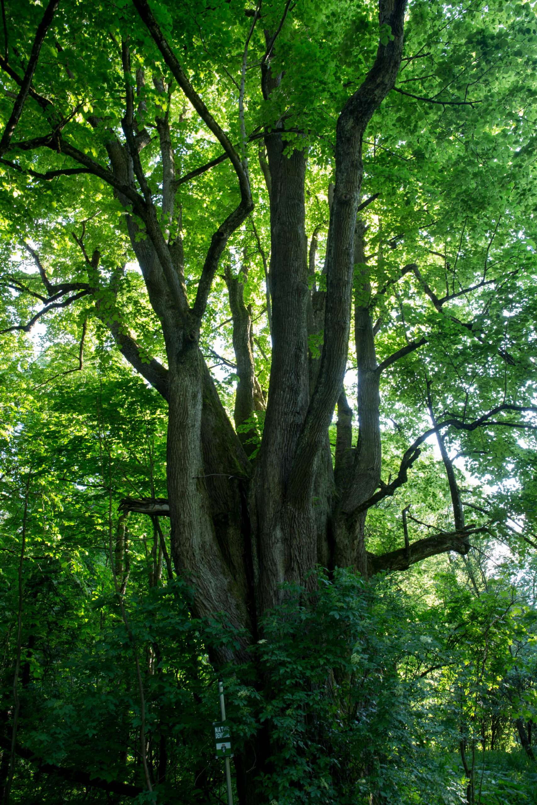 Read more about the article Linde (Tilia)