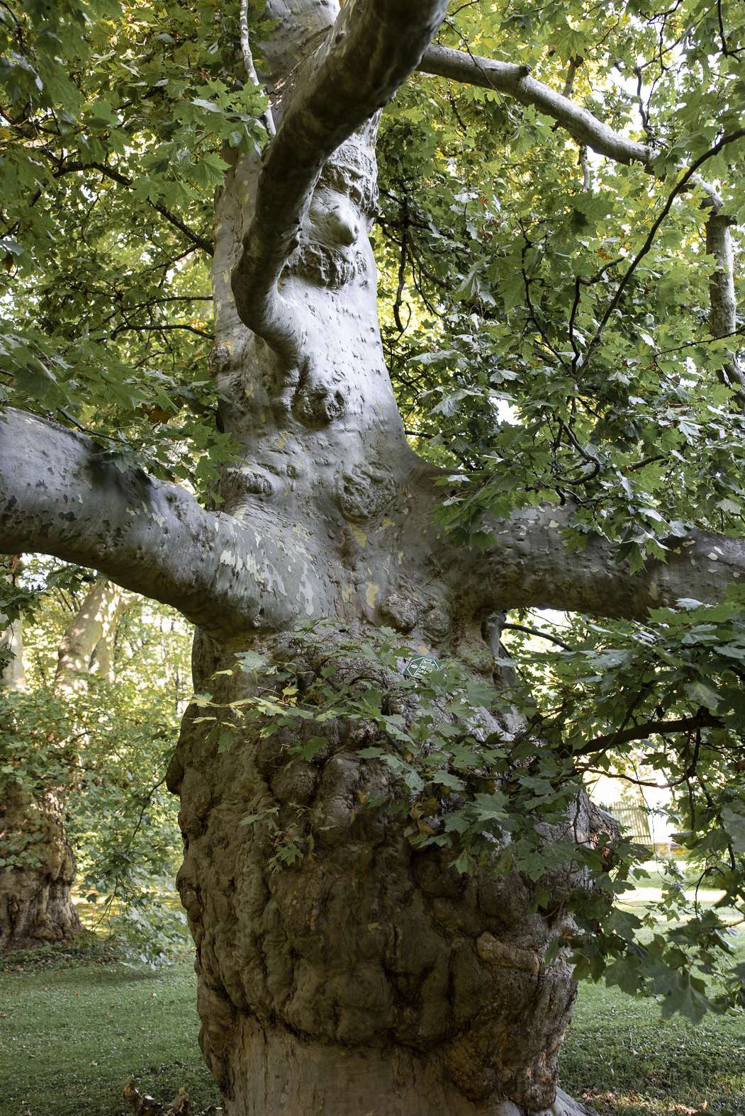 Read more about the article Platane (Platanus hispanica)