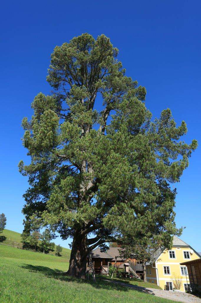 Read more about the article Zirbe (Pinus cembra)