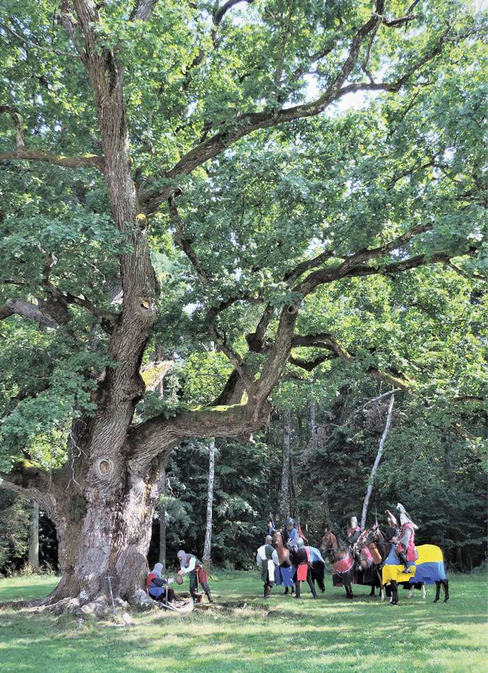 Read more about the article Geschichte zur „1000-jährigen“ Bierbaum-Eiche (Stieleiche, Quercus robur)