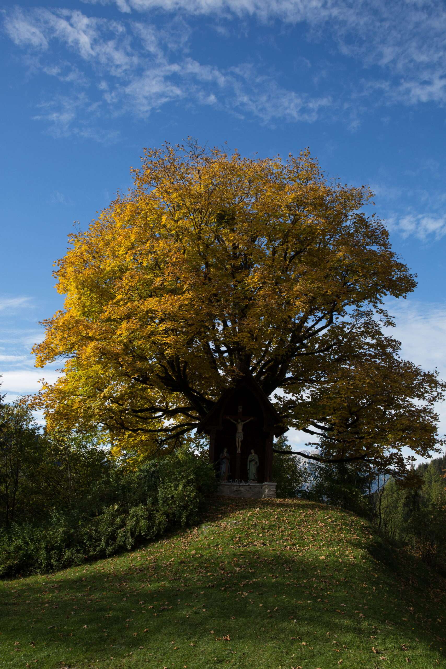 Read more about the article Bergahorn (Acer pseudoplatanus)