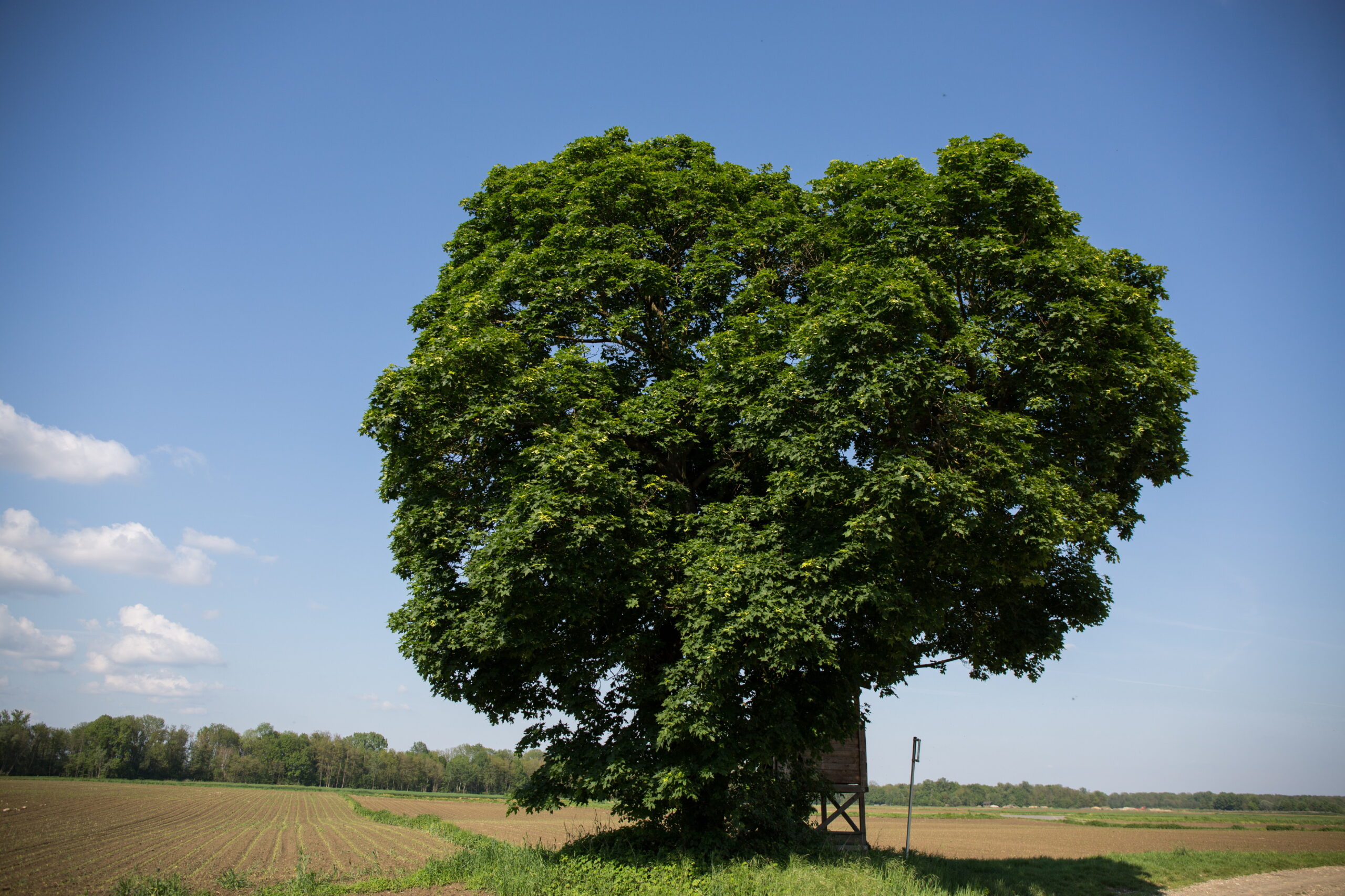 Read more about the article Spitzahorn (Acer platanoides)