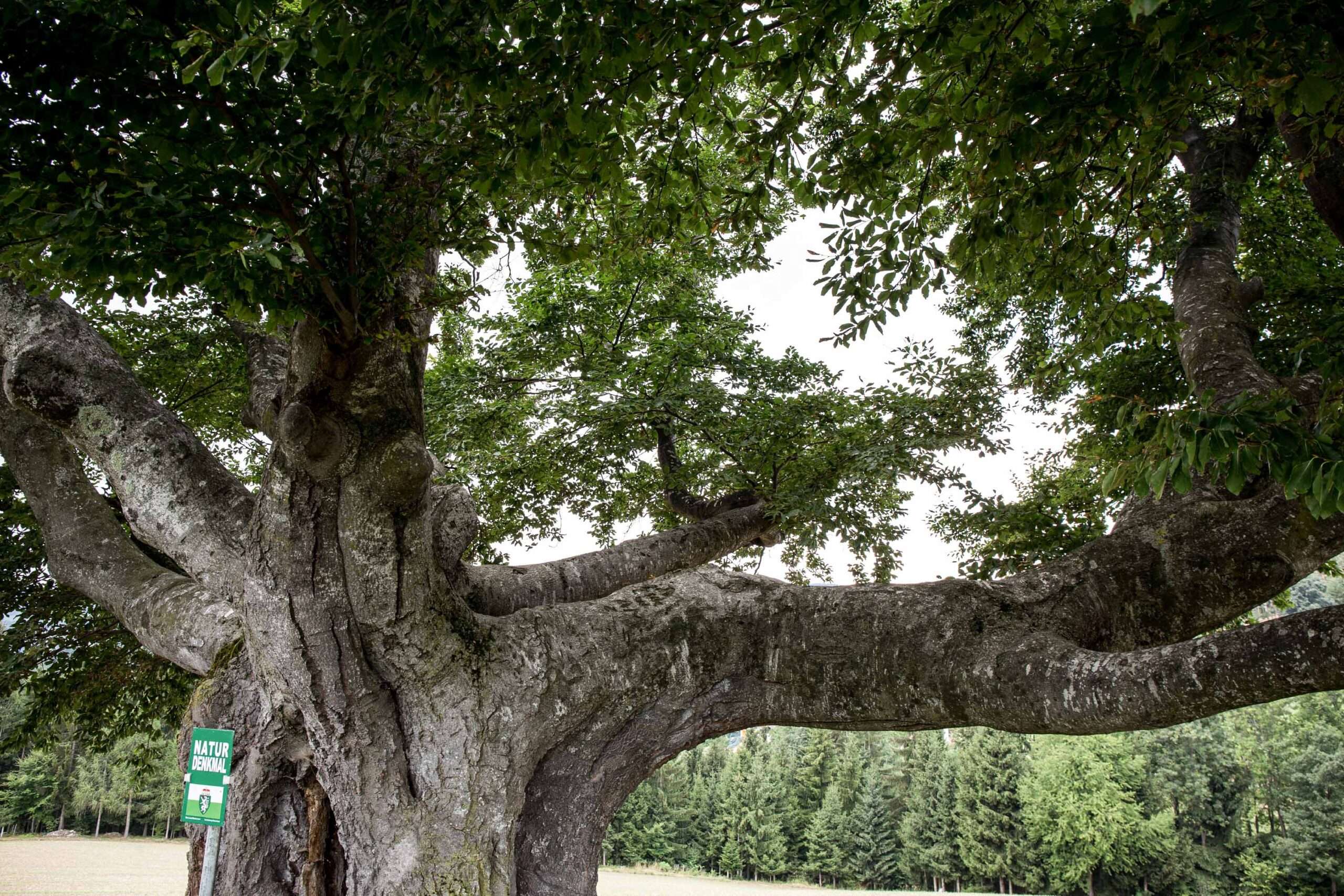 Read more about the article WUNDERWERK BAUM(NaturDenkmal)