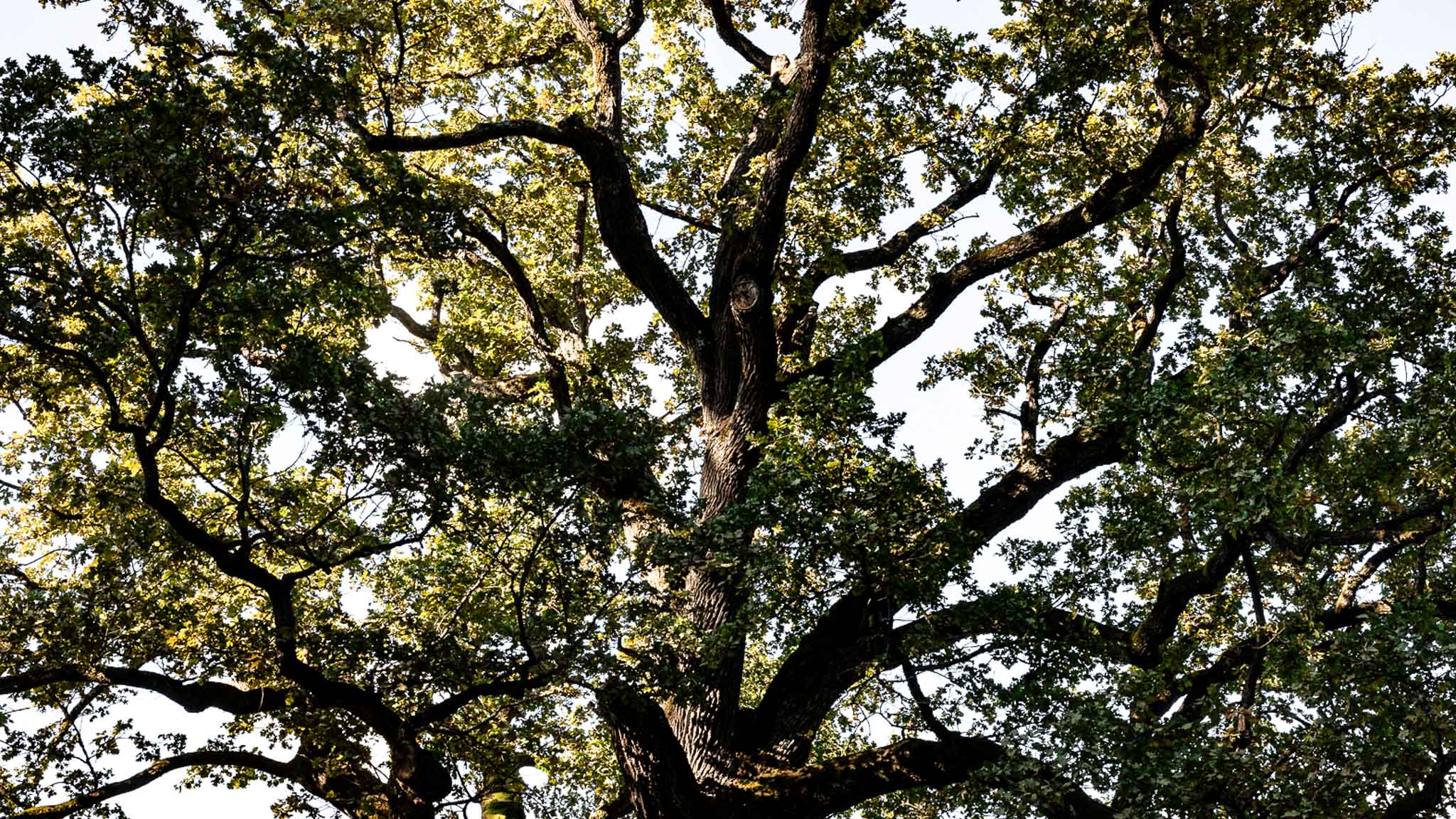 Read more about the article Baum des Jahres 2024 in Österreich: Die Trauben- und Stieleiche