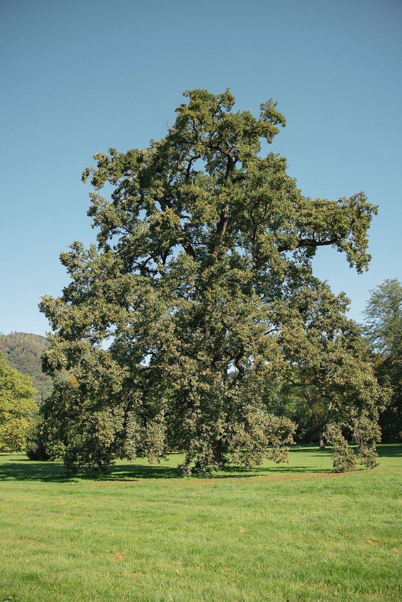 Read more about the article BaumNaturDenkmal – Ein erfolgreiches Projekt geht zu Ende!
